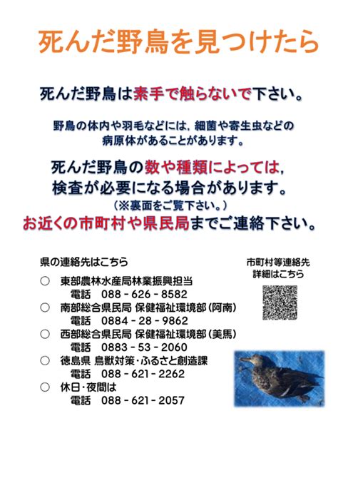 鳥 死亡|野鳥が死んでいた場合の注意点